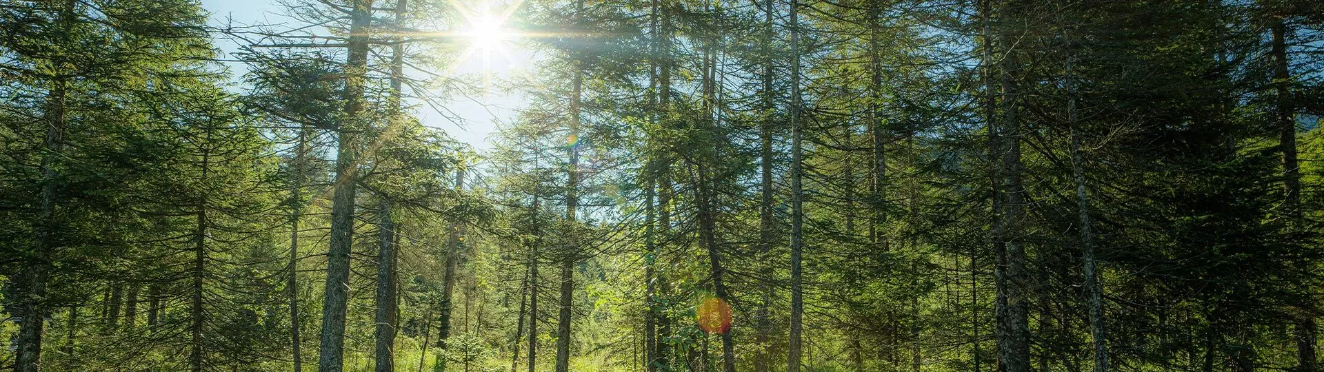 Fronius Earth Mission - Policy - Sustainable development